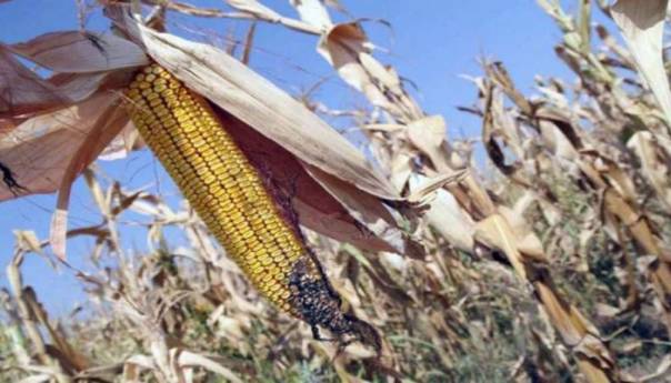 Proglašeno stanje prirodne nesreće zbog suše u Orašju