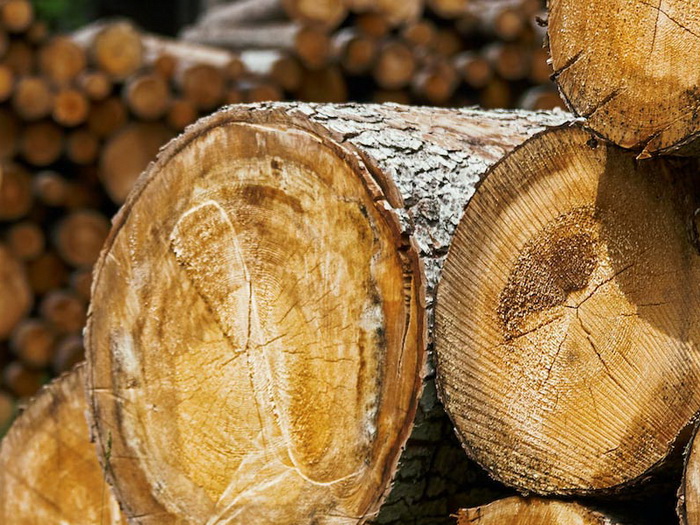 Proizvodnja i prodaja u šumarstvu u RS-u zabilježili rast u 2025. godini