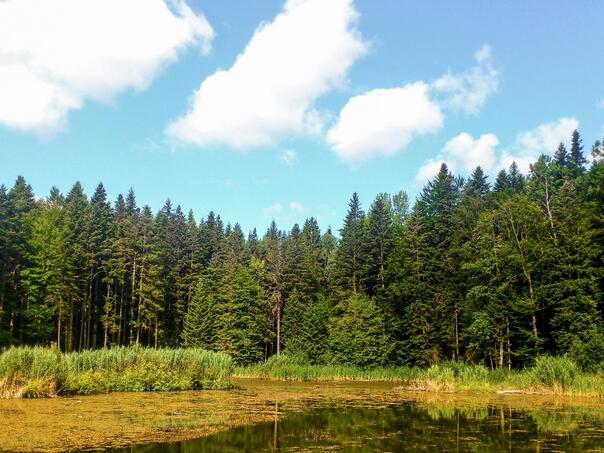 Proizvodnja šumskih sortimenata u FBiH manja za 4% u 2024.