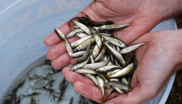Projekt o očuvanju steno-endemske vrste ribe "prikanac" na Mostarskom blatu 