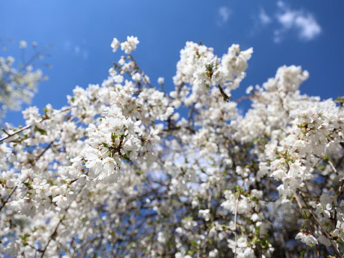 Proljeće 2025. trebalo bi da bude toplije u odnosu na višegodišnji prosjek