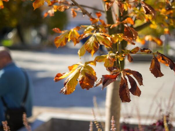 Proljeće kuca na vrata: Danas sunačno do 19 stepeni, jutro uz maglu