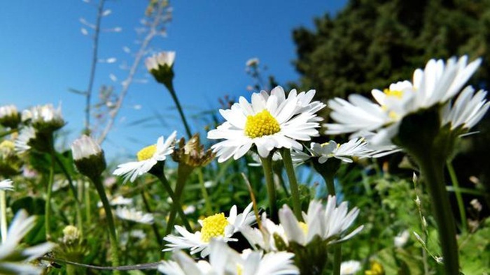 Proljeće stiže 20. marta, pred zoru