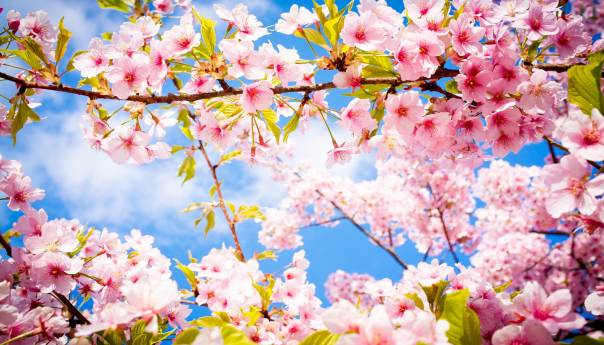 Proljeće 'stiže' večeras u 22 sata i 22 minute