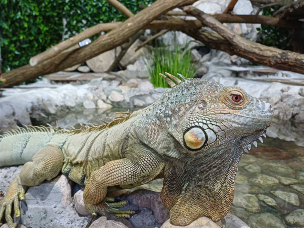 Proljeće u Pionirskoj dolini: Nove životinjske vrste i renovirani objekti