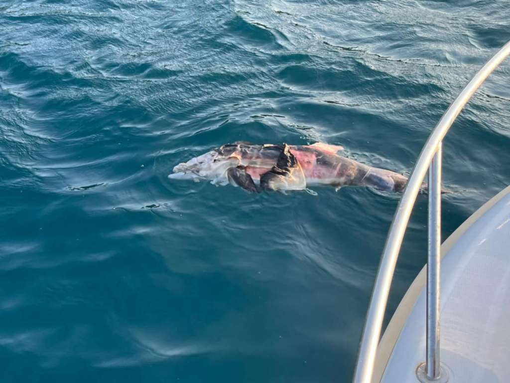 Pronađen mrtav dupin kod Splita, policija istražuje krivično djelo ubijanja ili mučenja životinja