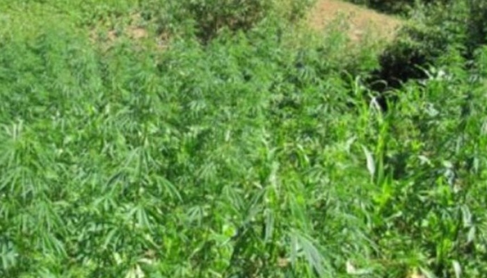 Pronađena plantaža marihuane, uhapšene dvije osobe