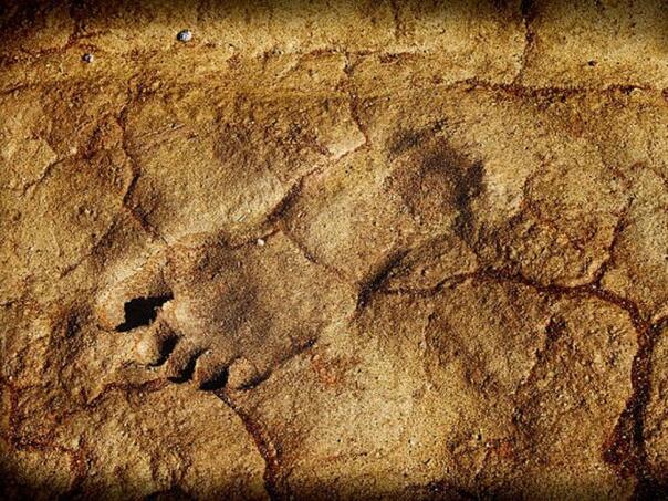 Pronađeni otisci stopala čovjekovog pretka stari 1.5 miliona godina