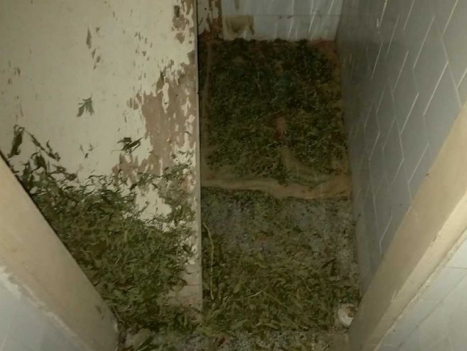Pronađeno 1,2 kilograma marihuane, slijedi privođenje više lica