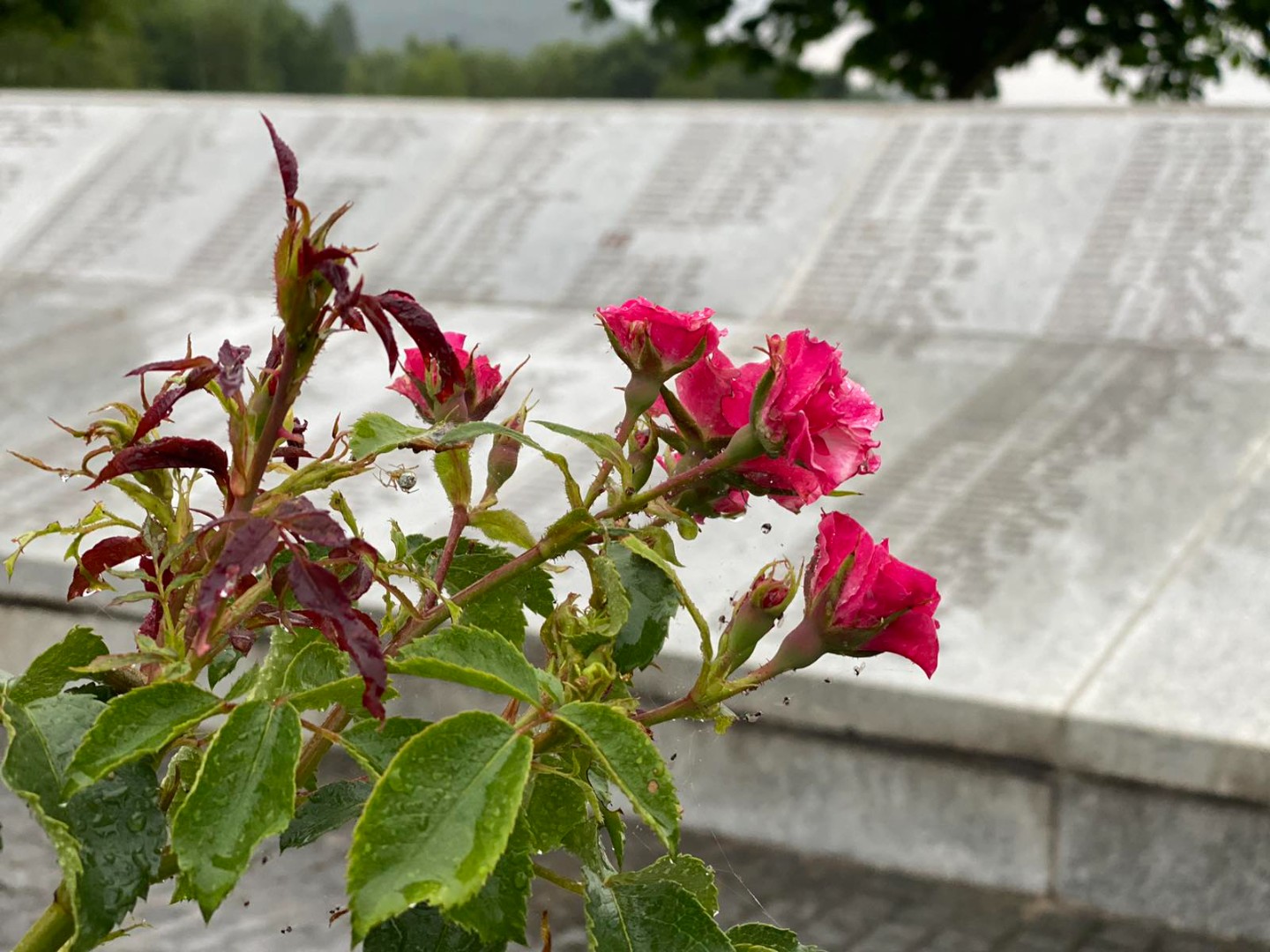 Prva kolektivna dženaza u Potočarima dala je smiraj za 600 žrtava genocida