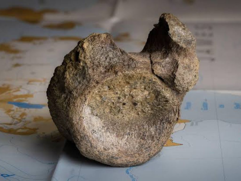 Prva kost dinosaura na Antarktiku pronađena nakon 40 godina čekanja
