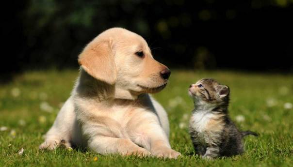 Prva vakcina za zaštitu kućnih ljubimaca od koronavirusa