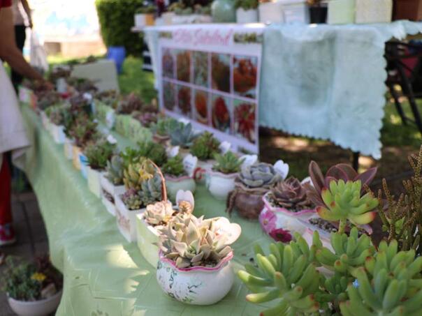 Prvi Festival cvijeća u Mostaru: Spoj prirode, tradicije i edukacije za zeleniju budućnost