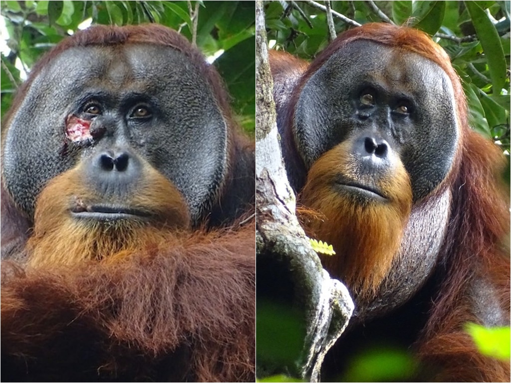 Prvi put viđen orangutan kako koristi ljekovite biljke za zacjeljivanje rana