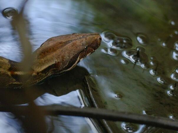 Prvi smrtni slučaj od ugriza poskoka u Sloveniji nakon 30 godina