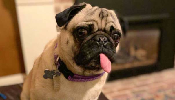 Prvi zaraženi pas korona virusom u SAD-u