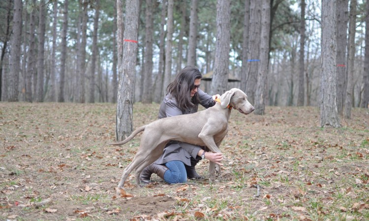 Psi i djeca se ne ostavljaju sami bez nadzora