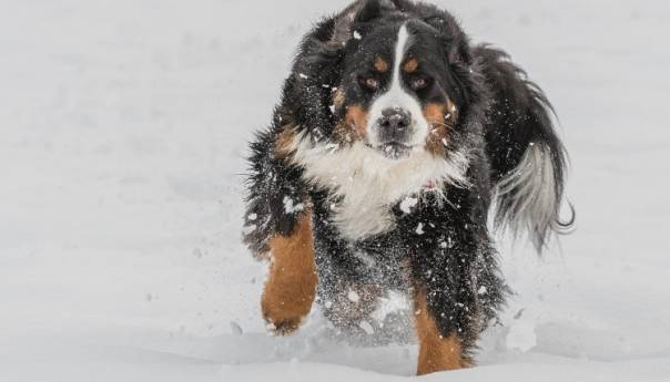 Psi lavežom spasili vlasnike zatrpane lavinom u Švicarskoj