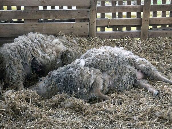 Psi lutalice u Brčkom zaklali 14 ovaca i 13 povrijedili