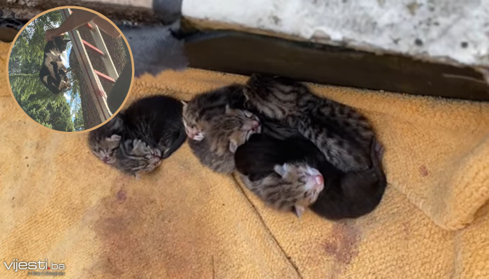 Psi najurili mačku koja se kotila na bor, a onda su stigli mostarski vatrogasci...