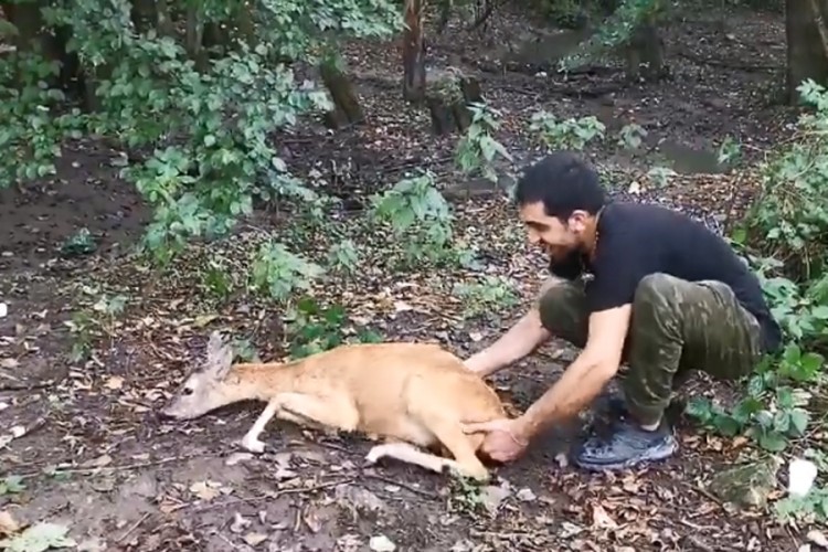 Psi napali srnu u šumi, spasili je migranti