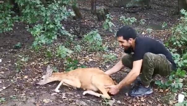Psi napali srnu u šumi, spasili je migranti