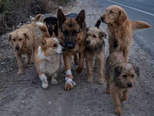 Psi pobjegli iz mesarskog kamiona u Kini i otrčali kući