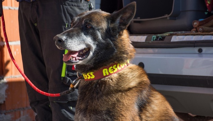 Psi tragači mogu raspoznati koronavirus među 15 drugih patogena