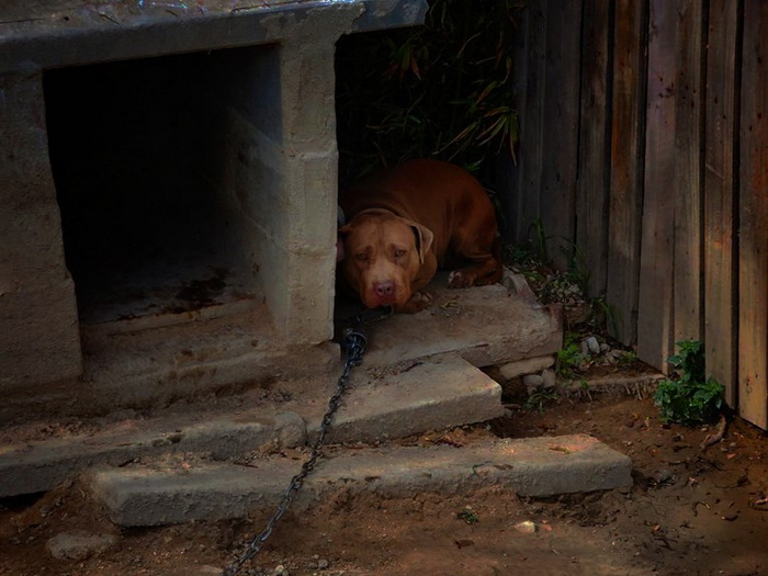 Psihijatar koji je u Splitu držao 67 pasa i dva vuka pušten na slobodu