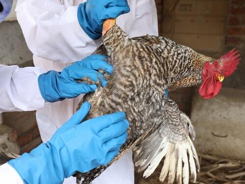 Ptičja gripa potvrđena u Poljskoj