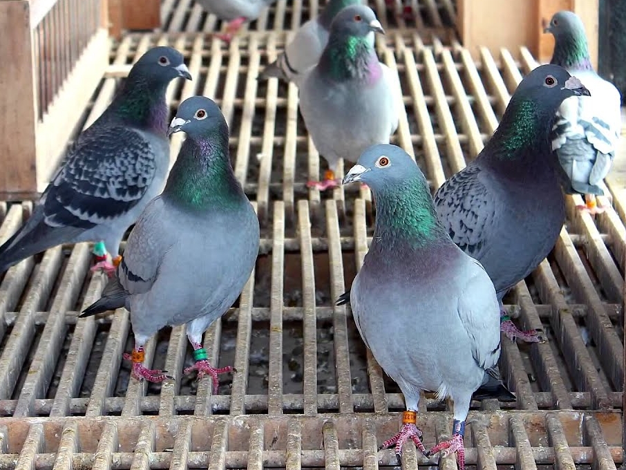 Ptičja gripa presudila: Najveći sajam golubova održava se bez golubova