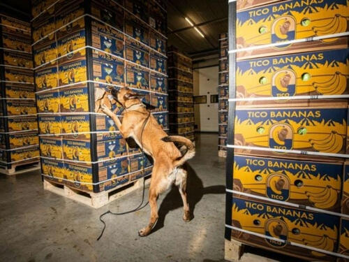 Pucnjave i kokain potresaju Belgiju: Da li zemlja gubi bitku protiv narko-kartela?
