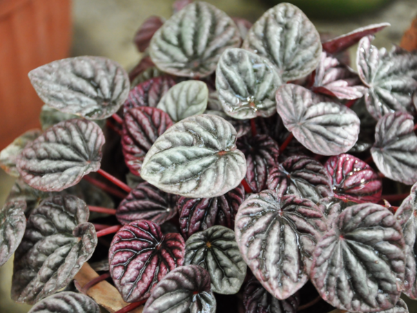 Pušite u kući? Posadite ovu biljku, poznata je po pročišćavanju zraka