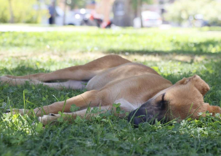 Puškom za uspavljivanje pucao na psa, promašio pa ranio 41-godišnjaka
