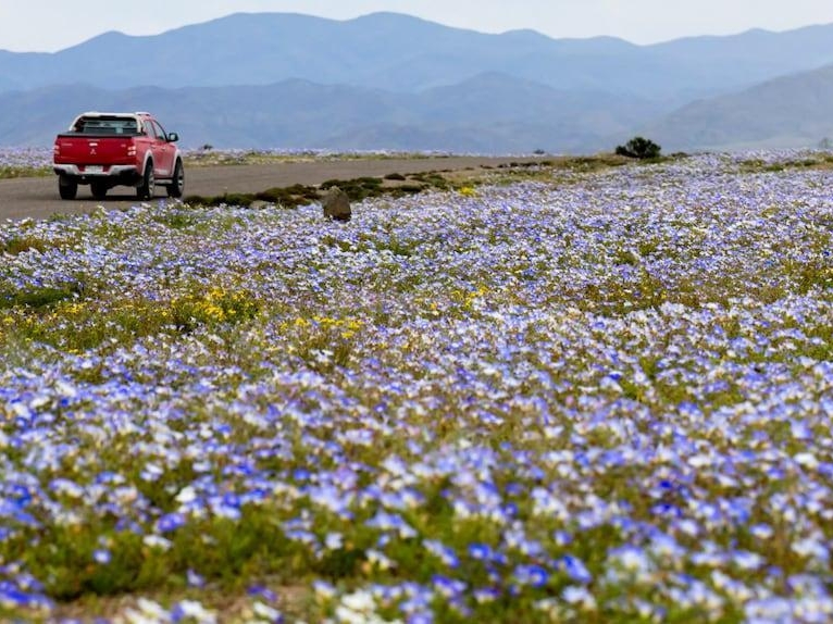 Pustinja Atacama procvjetala nakon obilnih kiša, milioni cvjetova prekrili pustinju