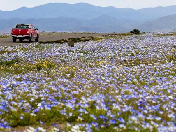 Pustinja Atacama procvjetala nakon obilnih kiša, milioni cvjetova prekrili pustinju