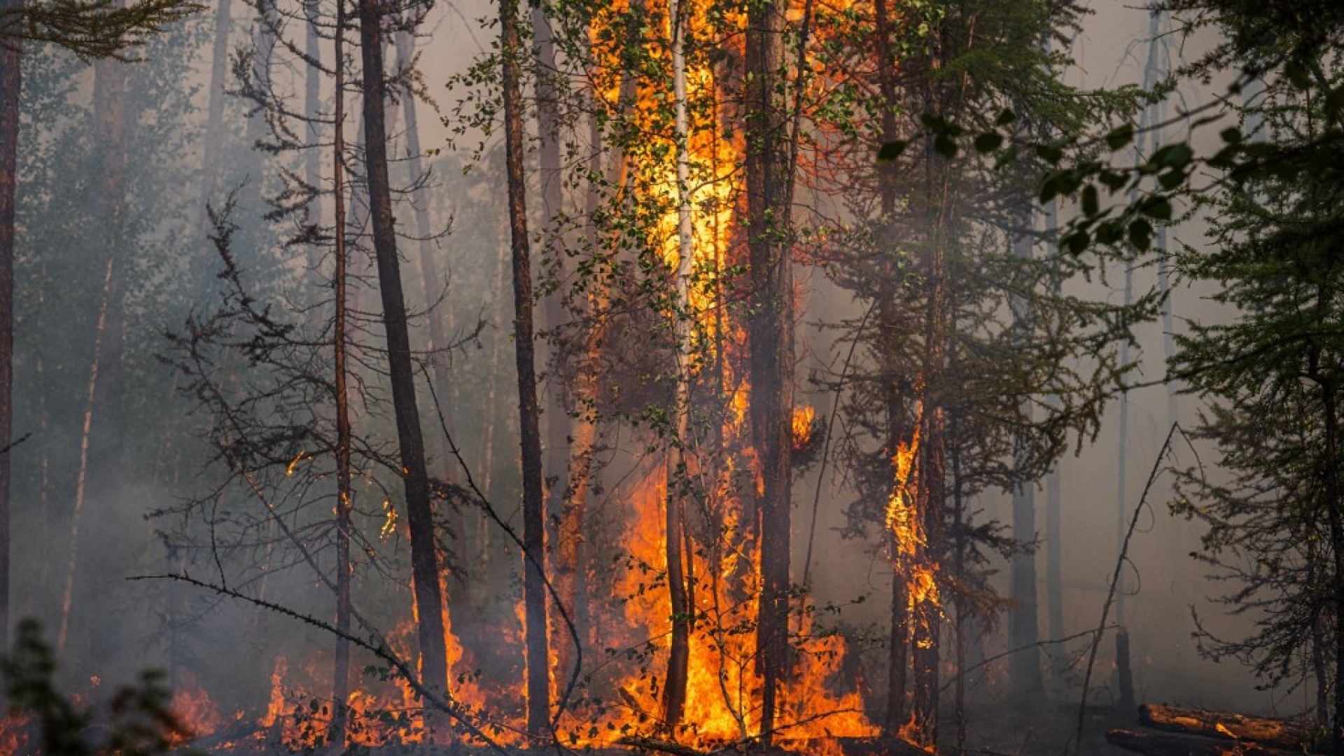 Putin naredio razmještanje dodatnih snaga u borbi protiv šumskih požara u Rusiji