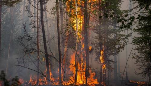 Putin naredio razmještanje dodatnih snaga u borbi protiv šumskih požara u Rusiji
