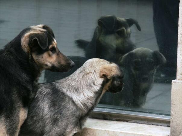 RAD aktivno radi na zbrinjavanju napuštenih i agresivnih pasa sa ulica