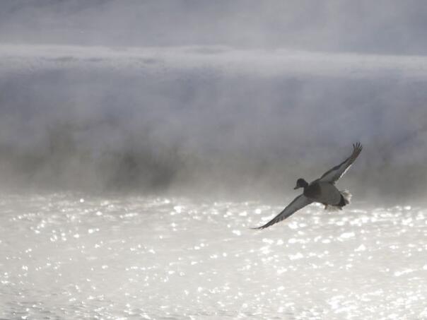 Radar u Švicarskoj uslikao patku, letjela preko ograničenja