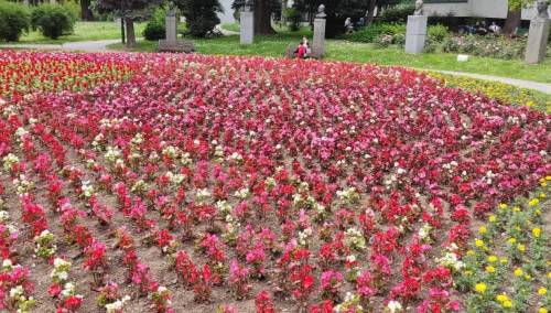 Radnici Parka zasadili 120.000 komada cvjetova širom KS