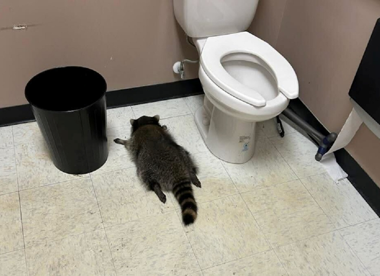 Rakun postao hit na internetu: Provalio u prodavnicu alkohola i napio se