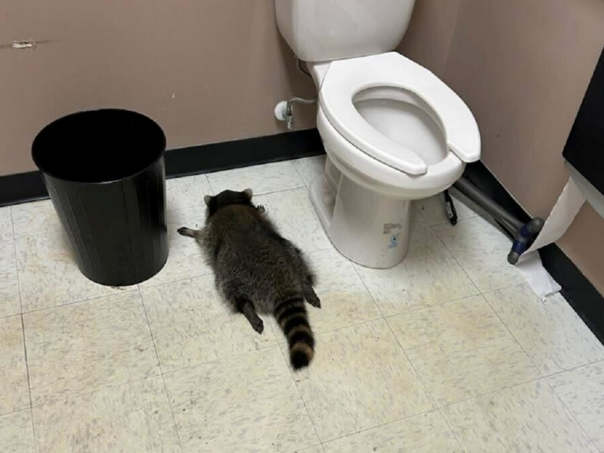 Rakun postao hit na internetu: Provalio u prodavnicu alkohola i napio se