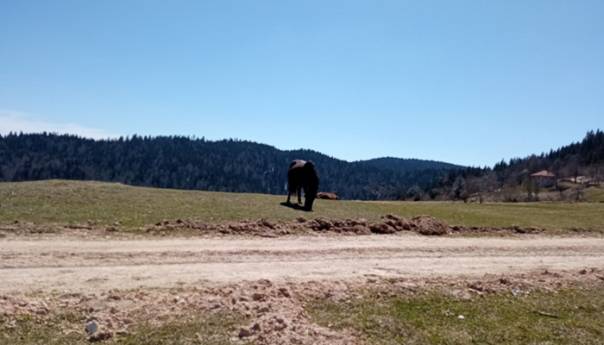 Raskošna ljepota sarajevskog Ozrena, u carstvu prirode