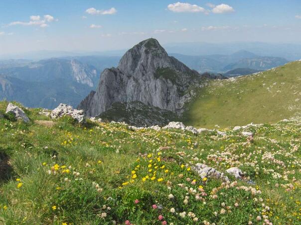 Razmjere ružnog odnosa prema bh. šumama teško je opisati