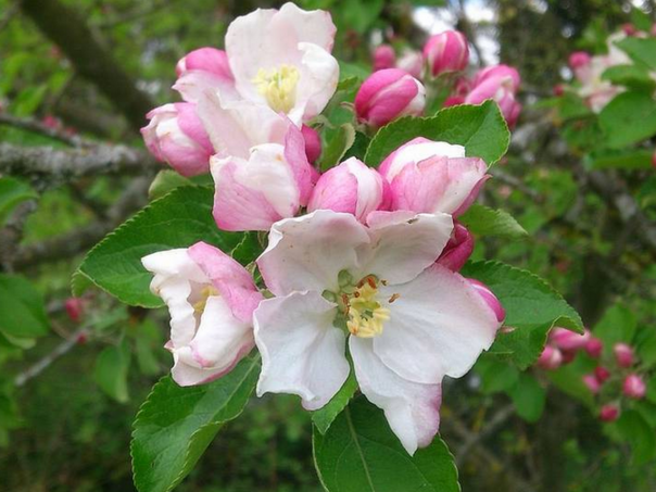 Region u šoku: Jabuka procvjetala u oktobru
