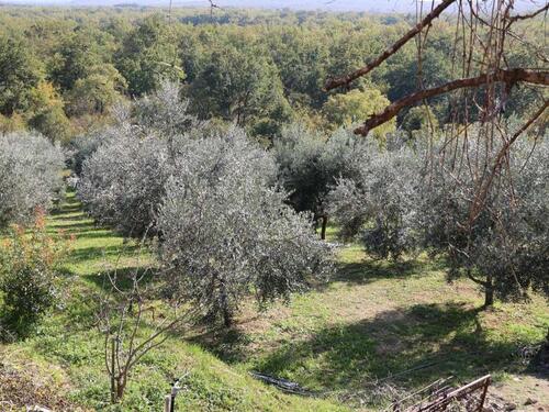 Rekordna godina po urodu maslina u Hercegovini