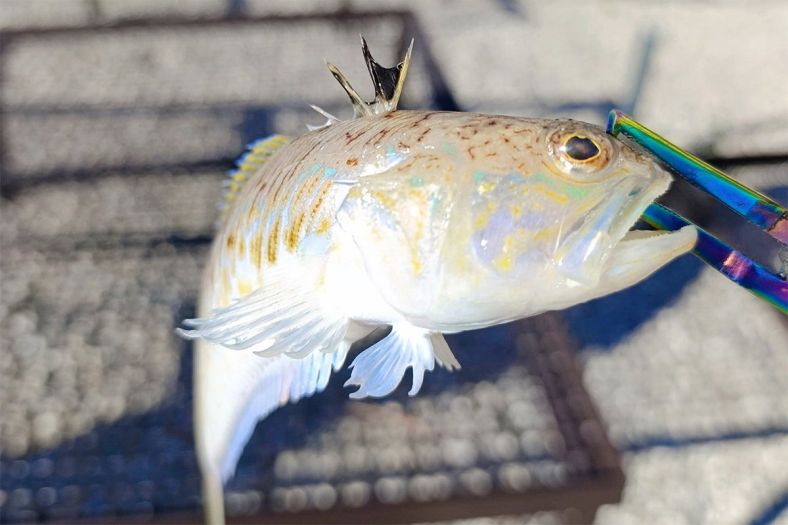 Ribar u Neumu ulovio najotrovniju ribu u cijelom Jadranskom moru