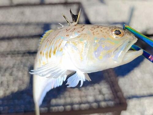 Ribar u Neumu ulovio najotrovniju ribu u cijelom Jadranskom moru