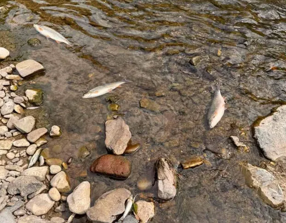 Ribari ogorčeni: Ko će odgovarati za pomor ribe u Bosni i Uni?